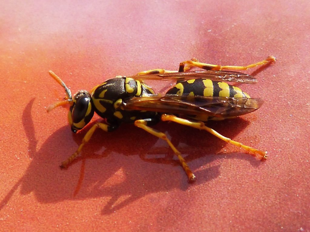 Bee & wasps stings