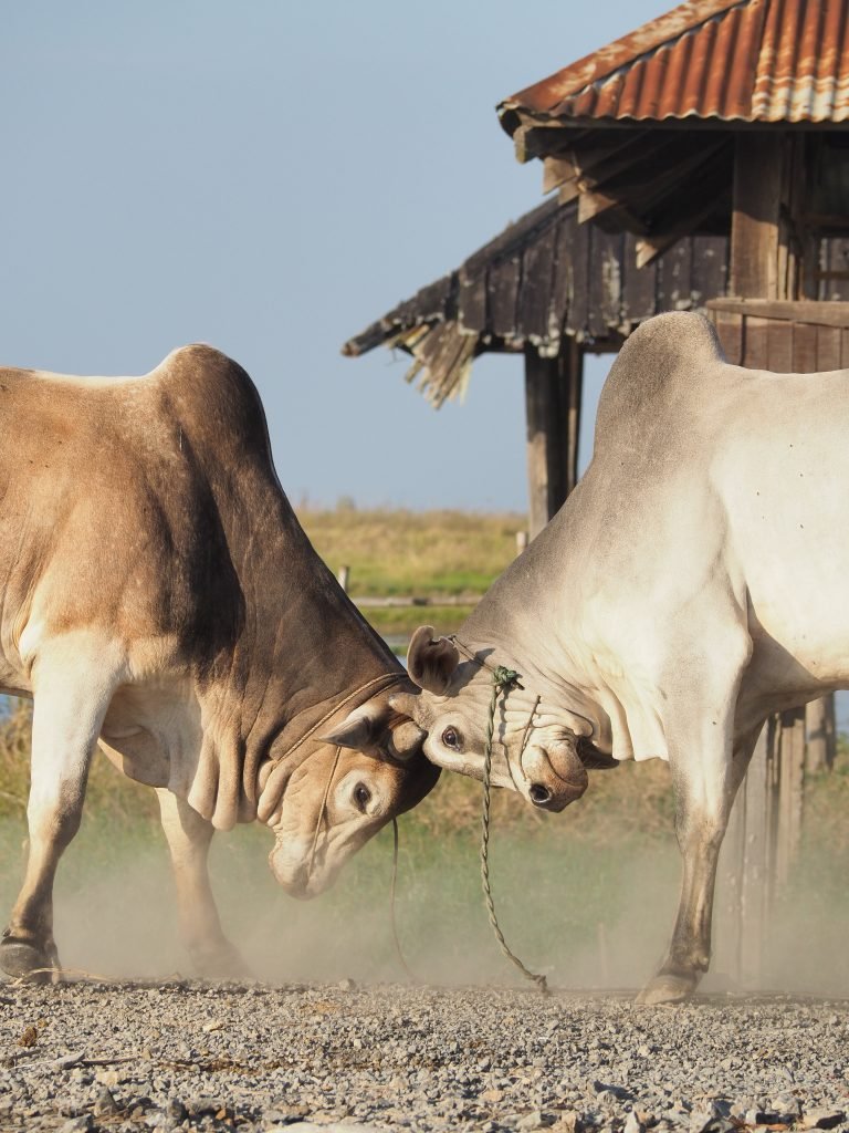 Coloring of wounds and injuries in cattle
