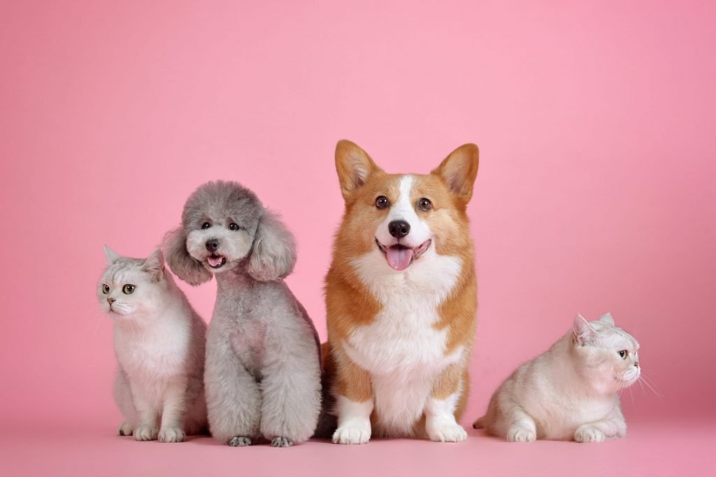 Feline and Canine Pets