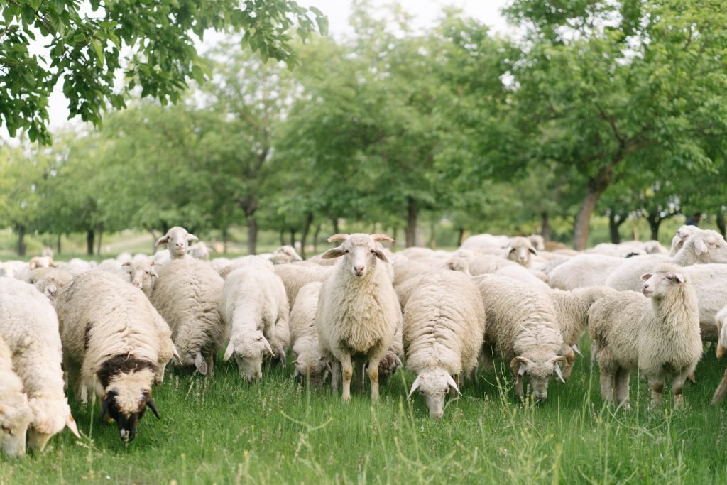 Post Buying cares for Sacrificing animals