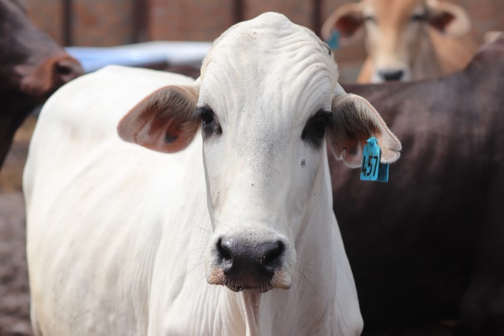 Qurbani ke janwar