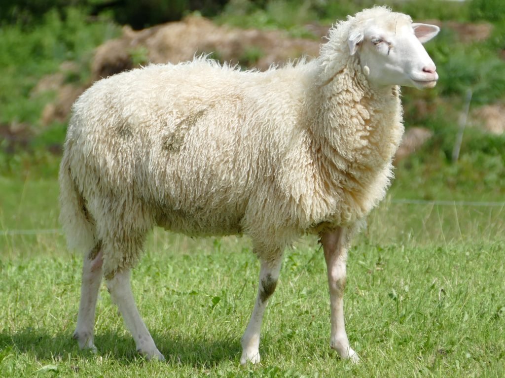 Qurbani ke janwar ki selection