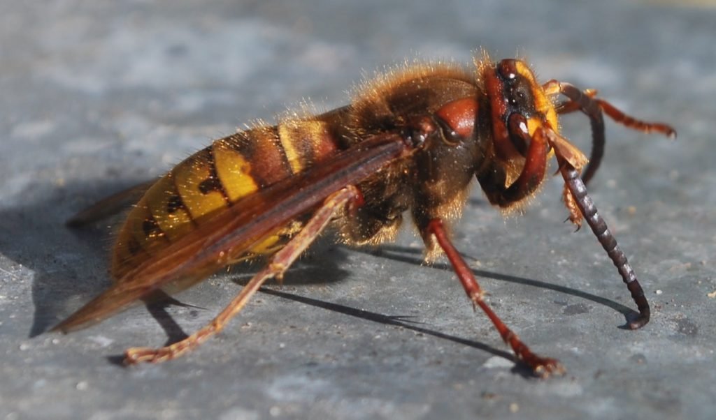 Wasps stings